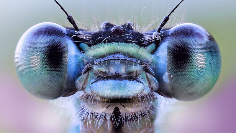 Scientists_develop_insect-inspired_vision_system_with_AI_capabilities - My Global News: Young Voices Scientists develop insect-inspired vision system with AI capabilities