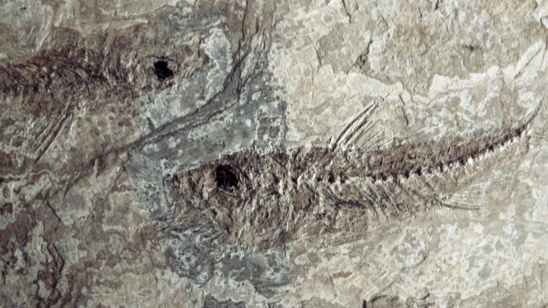 Scientists Discover Ancient Fish Fossils, Unlocking a 400-Million-Year Mystery! Scientists unlock mystery of 400-million-year-old fish