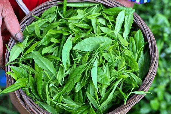 How Scientists Are Making Late-Spring Tea Tastier Again! 🍵 Scientists unlock secret to preserving freshness in late-spring tea