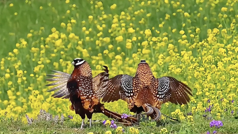 China’s Seniors and Their Feathered Friends: Birdwatching Boom Takes Flight! 🐦 Seniors flock to birdwatching hotspots across China video poster