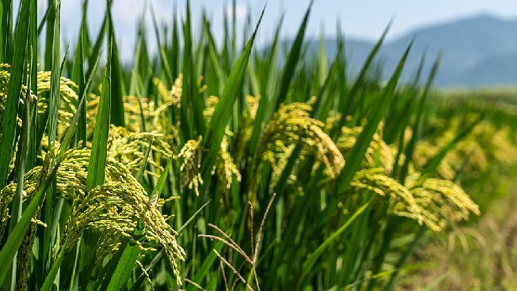 Study uncovers role of beneficial microbes in boosting crop yields