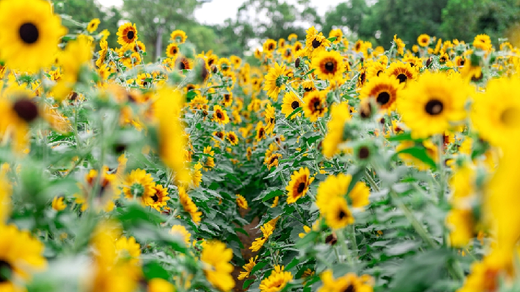 Sunflower Wonderland Blooms in Shenzhen’s Civic Center π» Sunflower field in Shenzhen now a popular tourist destination