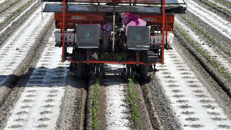 BeiDou Satellites Guide Tomato Planting in Xinjiang! ๐
๐ฐ๏ธ Watch: BeiDou assists mechanized tomato transplantation in Xinjiang