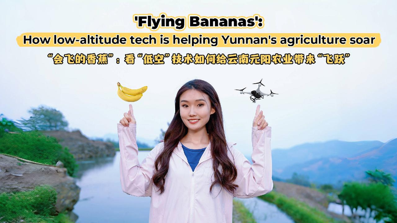 Flying Bananas: How Drones are Helping Farmers in Yunnan! Watch: 'Flying Bananas’: Drones help Yunnan's agriculture soar