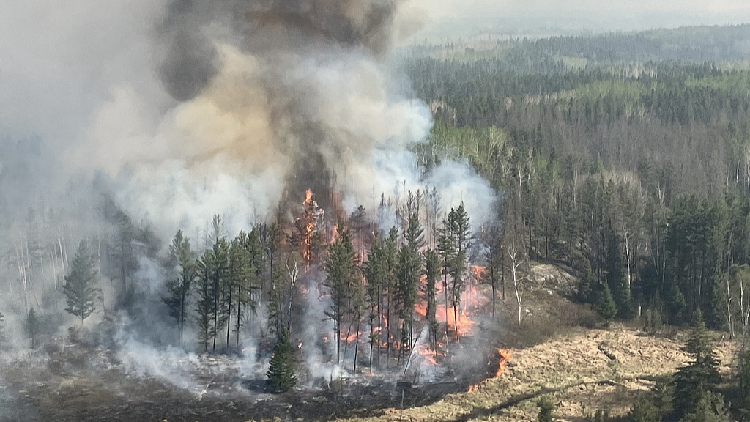 Wildfires Are Making It Harder for Forests to Grow Back 🌳🔥 Wildfires slash global forest recovery capacity, study warns