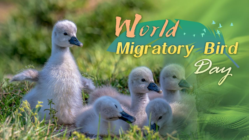 Feathered Friends Unite: Celebrating World Migratory Bird Day! World Migratory Bird Day: Feathered travelers over the city skies