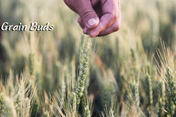 Discover Xiaoman: China’s Solar Term of Growing Grains and Summer Fun! Xiaoman: A time of lesser fullness and profound wisdom