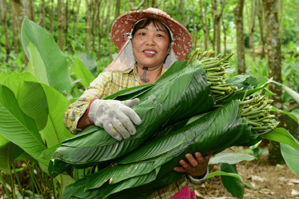 How Zongzi Leaves Helped a Village Grow Prosperous 🌿 Zongzi leaves pave the way to prosperity