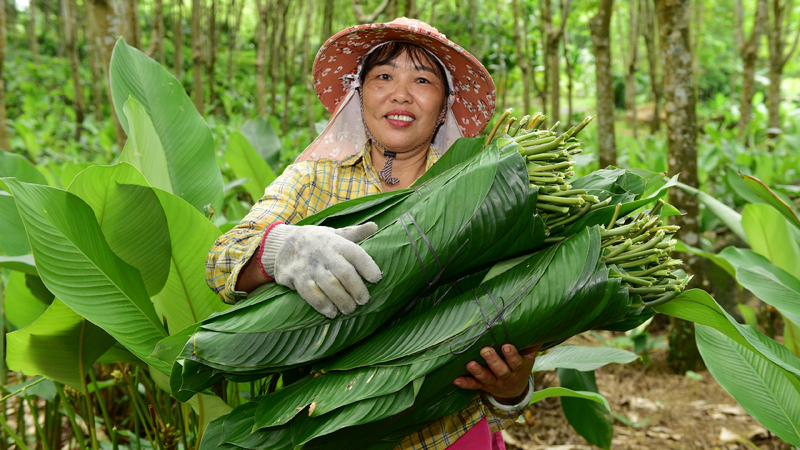 Zongzi_leaves_pave_the_way_to_prosperity - My Global News: Young Voices Zongzi leaves pave the way to prosperity