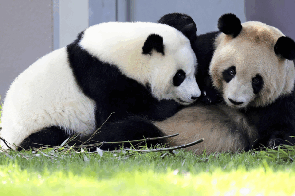 Four Giant Pandas Return Home to China from Japan! 4 giant pandas arrive in China's Chengdu from western Japan