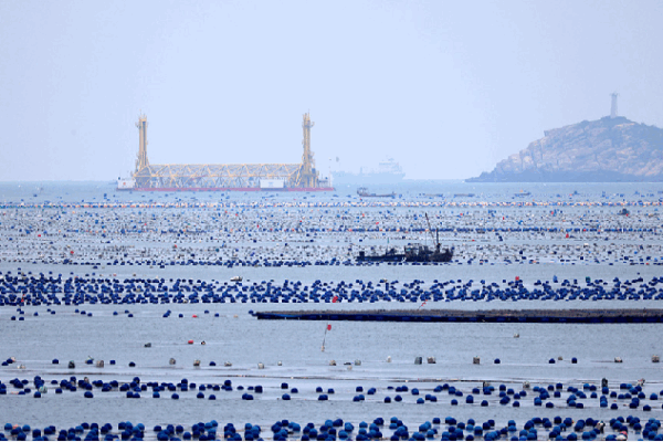 Blue Carbon: The Ocean’s Secret Weapon Against Climate Change ๐๐ฟ Blue carbon: A secret weapon in the fight against climate change?