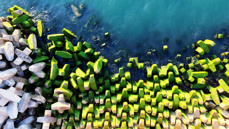 Breakwater covered in green algae in Qingdao