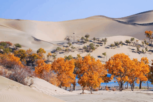 China and Central Asia Team Up to Turn Deserts Green! China, Central Asian nations to turn more deserts into oases