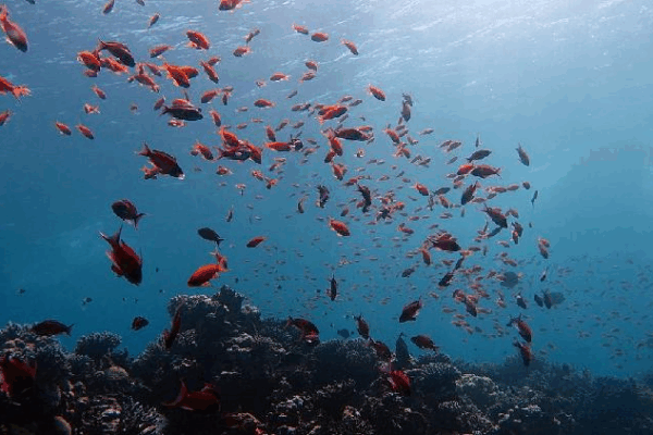 China Shares Awesome Ocean Data to Help Save Our Seas! π China releases global ocean dataset at UN conference