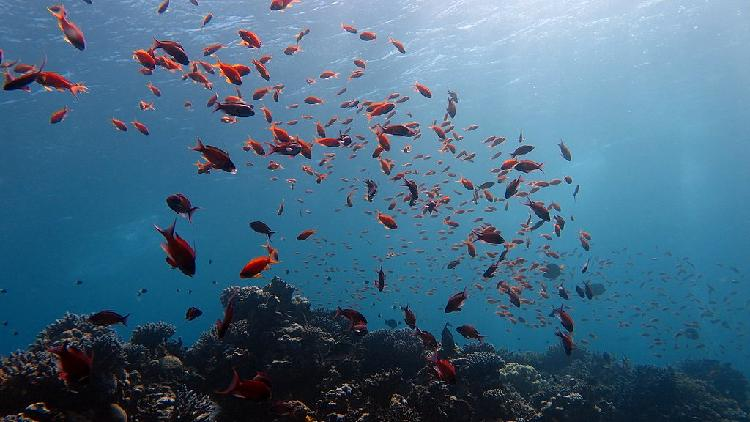 China_releases_global_ocean_dataset_at_UN_conference - My Global News: Young Voices China releases global ocean dataset at UN conference