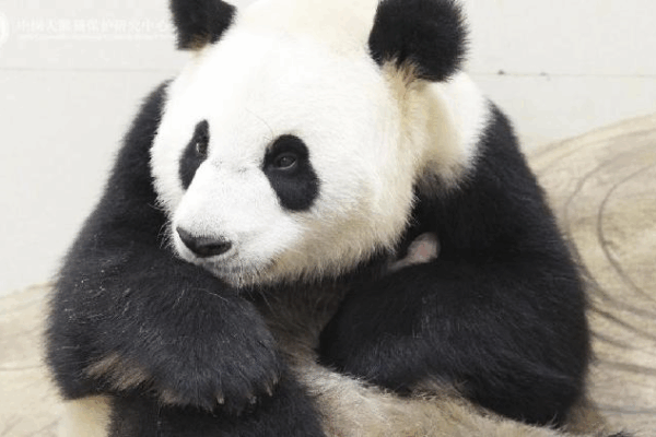 Meet the First Baby Panda Born in 2025 at China’s Panda Center! ๐ผ๐ Chinese conservation center welcomes birth of first panda cub of 2025
