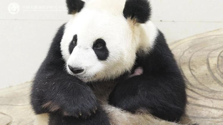 Chinese conservation center welcomes birth of first panda cub of 2025