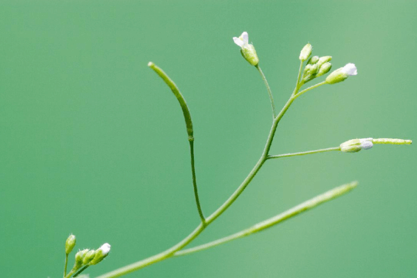 PlantGPT: China’s New AI Helping Plants Grow Better! 🌱🤖 Chinese researchers pioneer PlantGPT for functional plant genomics