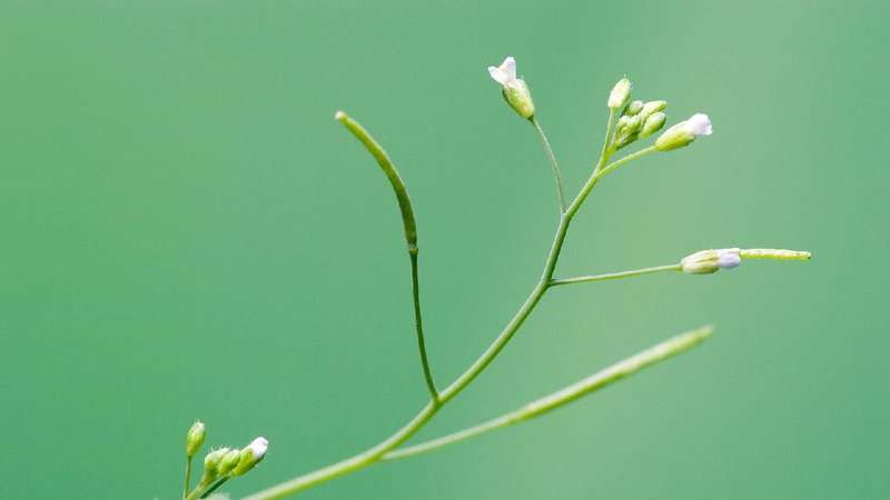 Chinese researchers pioneer PlantGPT for functional plant genomics