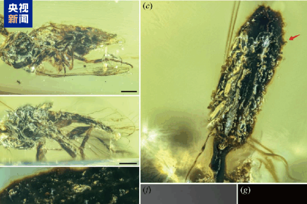 Scientists Discover 100-Million-Year-Old Parasitic Fungus Fossil in Amber! Chinese scientists discover 100-million-year-old parasitic fungus