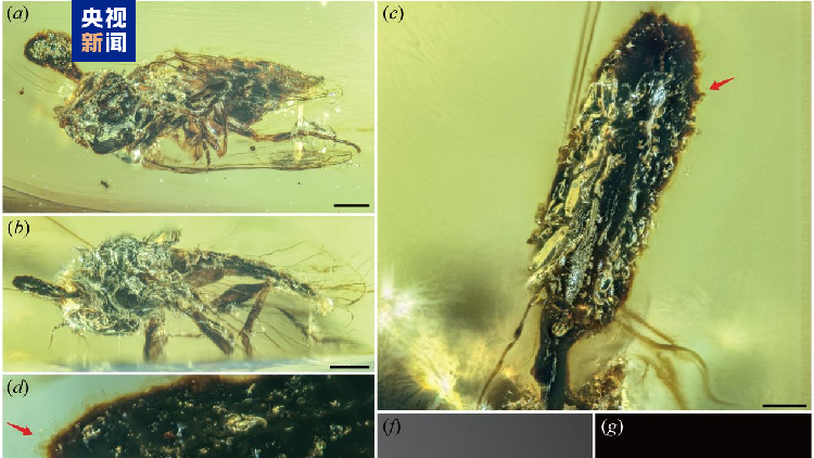 Chinese_scientists_discover_100-million-year-old_parasitic_fungus - My Global News: Young Voices Chinese scientists discover 100-million-year-old parasitic fungus