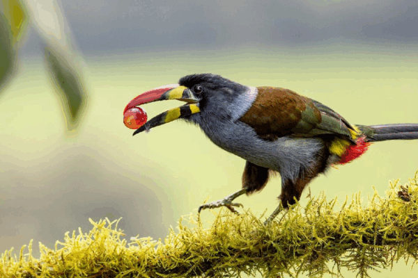 Why Birds Love Sour Foods: Chinese Scientists Make a Tasty Discovery! ๐ Chinese scientists uncover why birds tolerate sour tastes