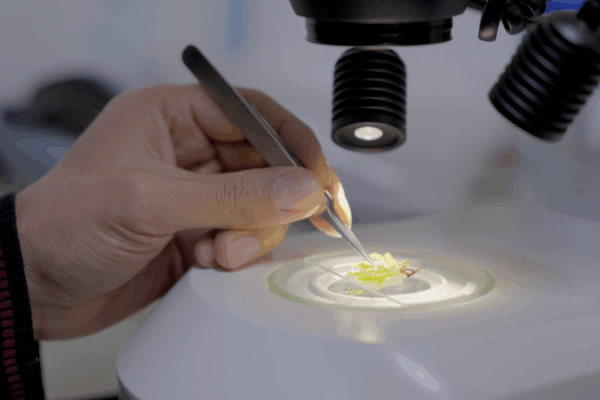 Colombian Scientists Rescue Amazon Plants πΏ Colombian researchers preserve Amazon plant life video poster