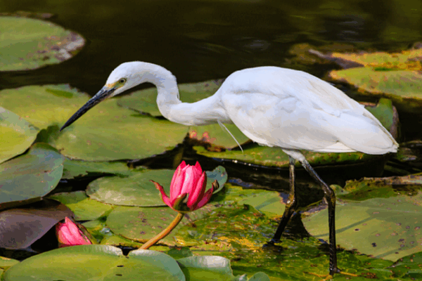 Exploring Daguan Park: A Little Egret’s Adventure! Daguan Park, a natural space showcasing the beauty of Kunming
