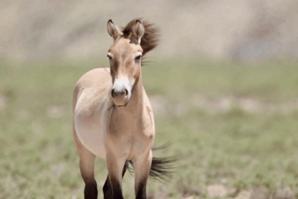 Rare Wild Horses Return to China’s Grasslands 🐴 Endangered Przewalski's horses released into the wild in Ningxia video poster