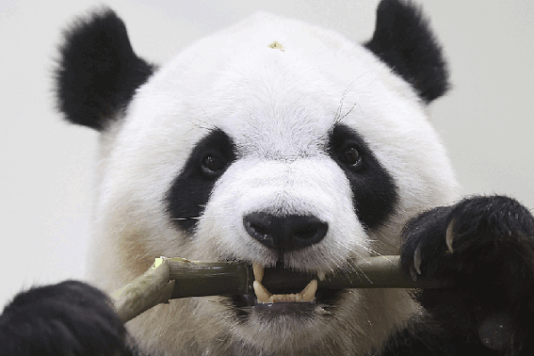 Farewell to Japan: Four Beloved Giant Pandas Return to China Four giant pandas to depart Japan for China