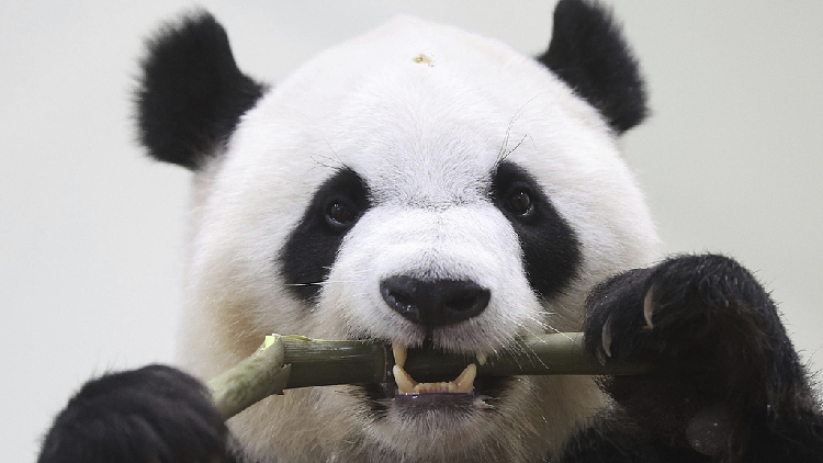 Four giant pandas to depart Japan for China