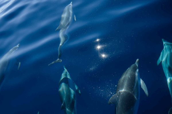 France’s Ocean Adventure: Saving Marine Life for Our Future ๐๐ฌ France and the ocean: Protecting marine life for a sustainable future