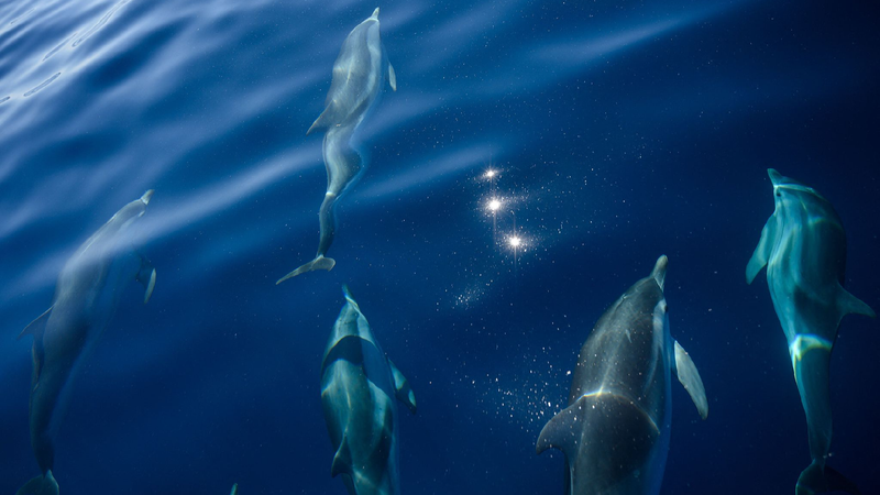 France_and_the_ocean_Protecting_marine_life_for_a_sustainable_future - My Global News: Young Voices France and the ocean: Protecting marine life for a sustainable future