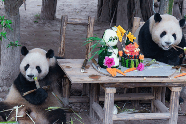 Giant Panda Twins Xingxing and Chenchen Turn Four at Chongqing Zoo! πΌπ Giant panda twins celebrate birthday in Chongqing