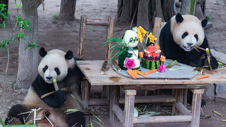 Giant_panda_twins_celebrate_birthday_in_Chongqing - My Global News: Young Voices Giant panda twins celebrate birthday in Chongqing