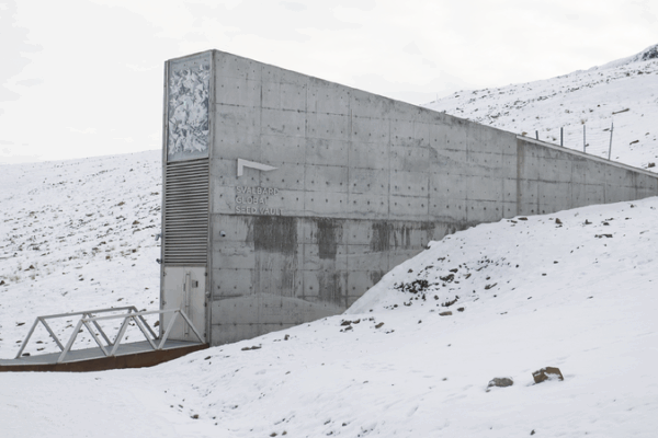 🌱 Over 11,000 New Seeds Join the World’s Coolest Vault! Global gene banks add over 11,000 seed samples to Svalbard Vault