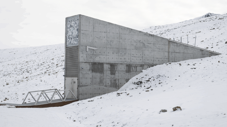 Global gene banks add over 11,000 seed samples to Svalbard Vault