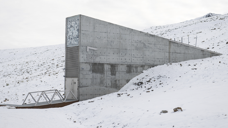 Global_gene_banks_add_over_11000_seed_samples_to_Svalbard_Vault - My Global News: Young Voices Global gene banks add over 11,000 seed samples to Svalbard Vault