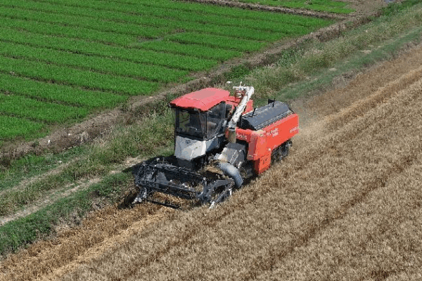Discover ‘Grain in Ear’: China’s Harvest Time and the Magical Plum Rain Grain in Ear: China's agricultural peak and the plum rain season