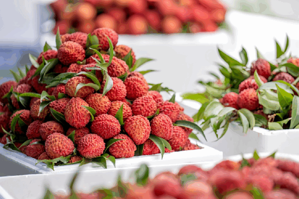 Haikou’s Giant Volcanic Lychees: A Sweet Boost for Local Farmers Haikou's volcanic lychees pave a sweet path for rural revitalization