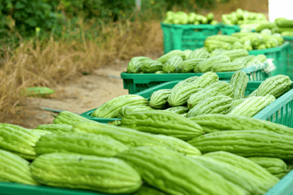 Hainan’s Happy Harvest: Loads of Bitter Gourds! πΏπ₯ Hainan's Fengmu bitter gourds yield bumper harvest