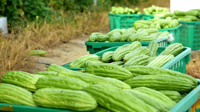Hainan's Fengmu bitter gourds yield bumper harvest