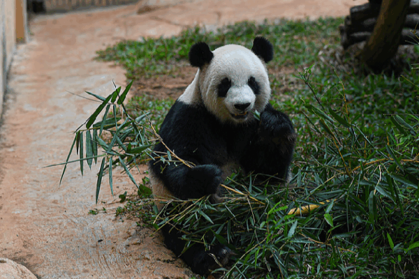 Meet Gong Gong and Shun Shun: Panda Pals in Hainan! Live: Discover daily life of pandas at Hainan
