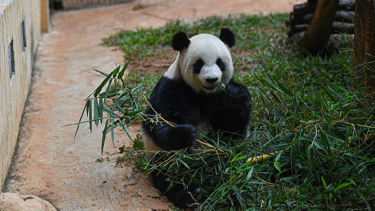 Live: Discover daily life of pandas at Hainan