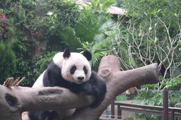 Meet Gong Gong and Shun Shun: Panda Brothers Enjoy Life in Hainan! Live: Discover daily life of pandas in Hainan