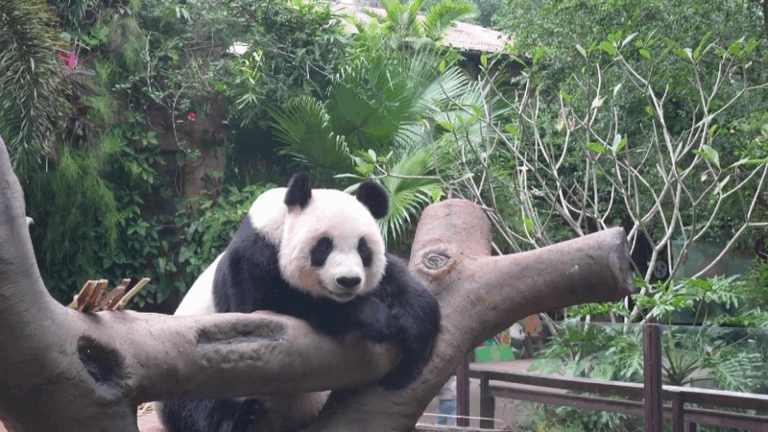 Live: Discover daily life of pandas in Hainan