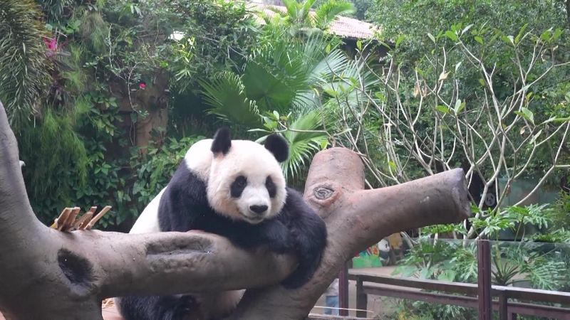 Live_Discover_daily_life_of_pandas_in_Hainan - My Global News: Young Voices Live: Discover daily life of pandas in Hainan