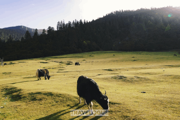 Discover Lulang: Xizang’s Magical Village Where Yaks Roam Free! Lulang, a vivid example of rural revitalization in Xizang