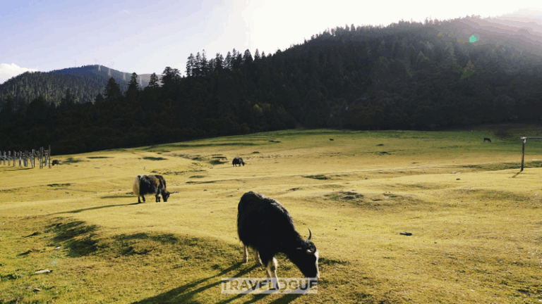 Lulang, a vivid example of rural revitalization in Xizang