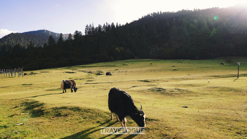 Lulang, a vivid example of rural revitalization in Xizang